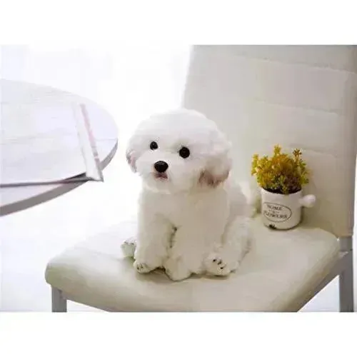 Real-like Maltese Dog Plush